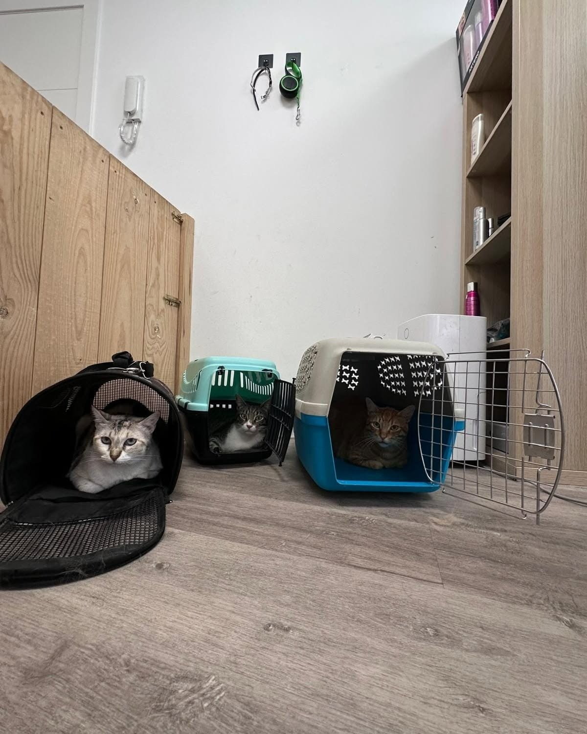 imgi_24_482027798_626238316709634_2676970761325039015_n