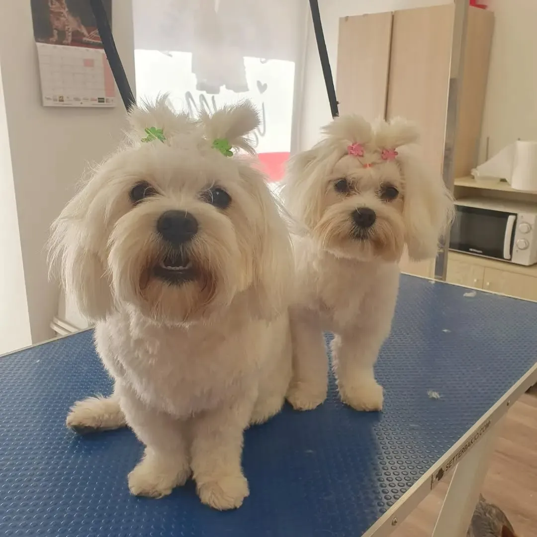 imgi_86_342216119_178088931825487_776777743680770439_n